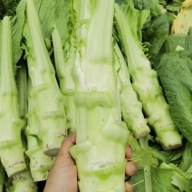 花叶棒菜种子秋季耐寒蔬菜种孑芥菜头笋子芥种四川棒棒菜