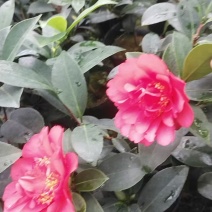 茶花21杯