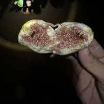 青皮无花果