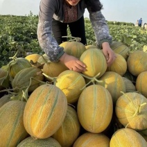 新疆拜仙克奇老汉瓜哈密瓜一件代发包邮