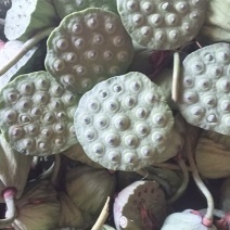 新鲜水果莲蓬，现摘现发，品质保证，三百亩左右。
