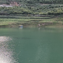 鲢鳙