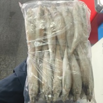 沙丁鱼