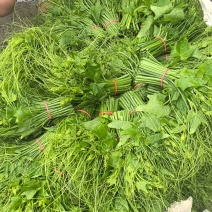 精品龙须菜