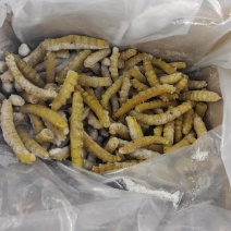 豆虫一箱8斤230元