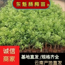 精品杨梅苗东魁杨梅苗大量供应云南产地直发根系发达成活率高