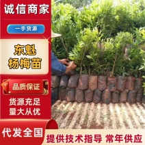 出售东魁杨梅苗根系发达成活率高云南基地直发，量大从优
