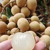 储良龙眼批发