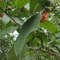 构树鲜青果