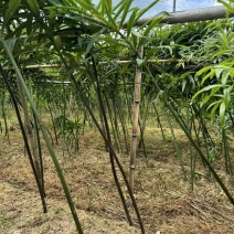 高杆不倒苗黄精苗，湖北恩施一手货源，农家自种，多年生