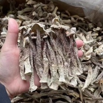 鹿茸菇大量现货厂家直销规格齐全全国发货欢迎合作