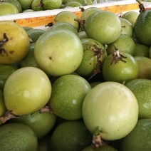 广东廉江市百香果大量上市/精品钦蜜9号百香果量大从优