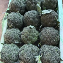 欢迎来电西蓝花/云南红河/现货产地发货/批发~电商~商超
