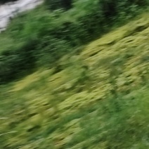 水苔草