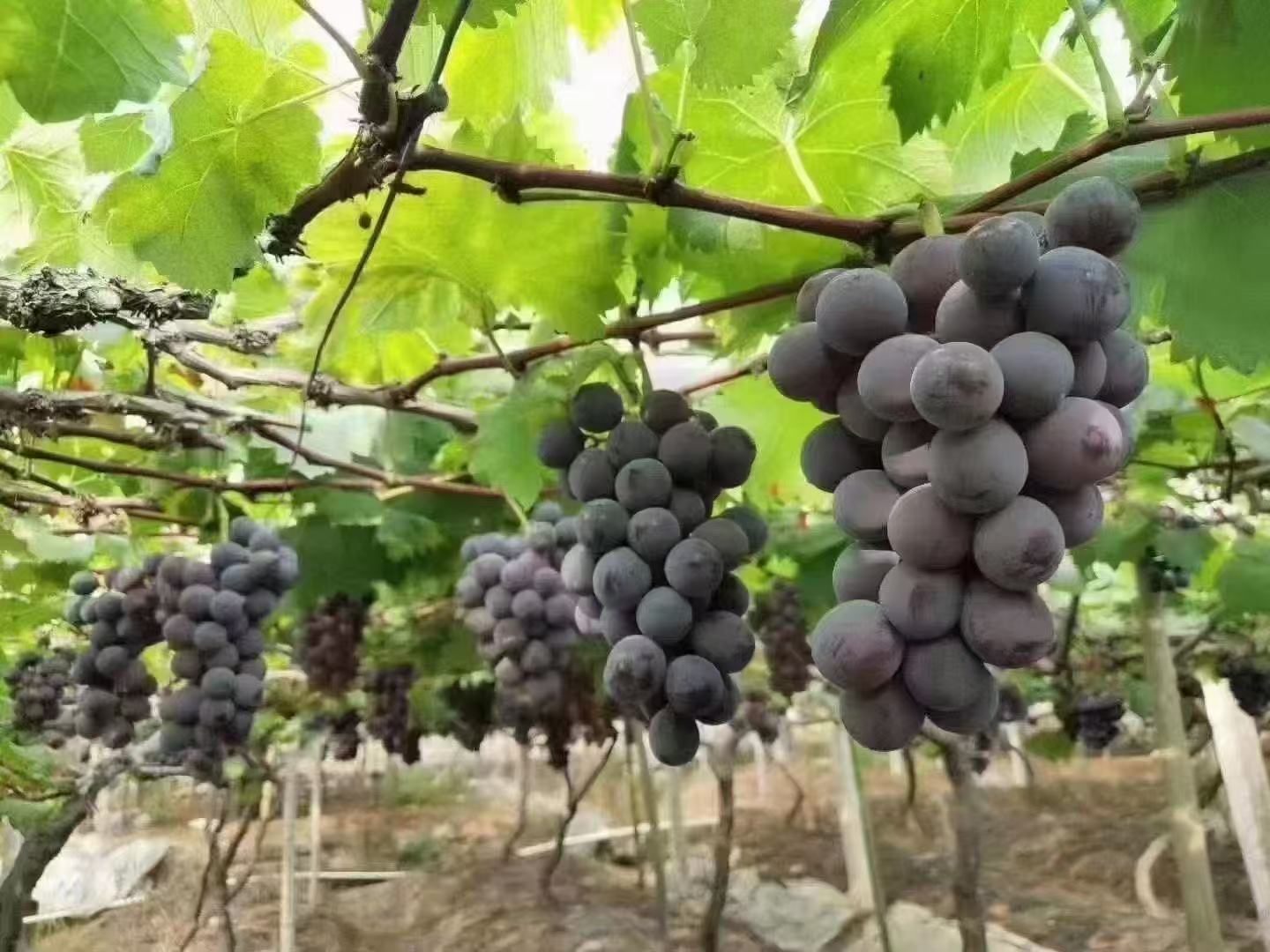 一串成熟饱满的巨峰葡萄挂在藤上,紫黑色果粒紧密排列,表面覆盖一层天然果粉,阳光透过叶片洒在果实上,展现出诱人的光泽感 巨峰葡萄特写镜头