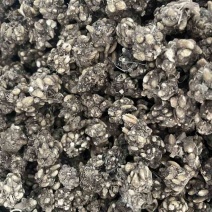 产地直发各种规格猫爪草各种类型猫爪草