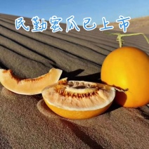 甘肃民勤沙漠蜜瓜