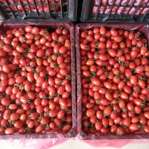 圣女果
