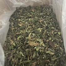 普洱茶，夏季普洱白茶预售款
