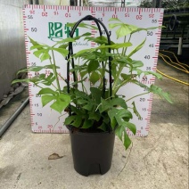 广州市供应飞来凤龟背竹盆栽