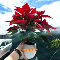 一品红新品盆栽阳台庭院喜庆植物圣诞花吸甲醛