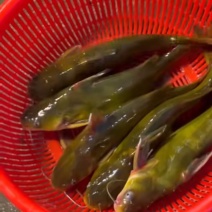黄骨鱼
