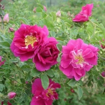 玫瑰花茶【玫瑰种植园】发往全国市场诚信经营，客户至上！