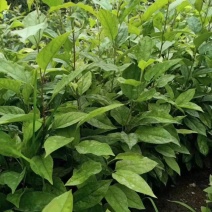 优质山丁子苗抗寒海棠嫁接苹果砧木