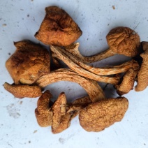滑子菇二毛货大毛骨钉各种质量今年落价具体需求询客服