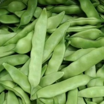 东北产地直发正宗九月青一点红油豆角，基地直供量大价优
