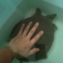 甲鱼