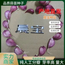 山东红根蒜苗种子芽率高抗病，免费技术指导