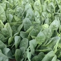 菠菜，大叶菠菜大量供应，货源充足，量大从优内蒙产地