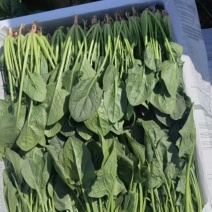 精品大叶菠菜大量供应，货源充足，内蒙产地直发，量大从优