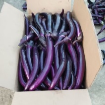 3毛一斤浙江茄子线茄紫色茄子绿色高山蔬菜