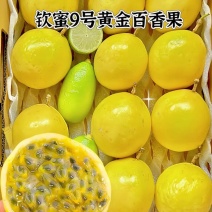 广东廉江钦密九号百香果千亩种植基地供应专业代办日供两万斤