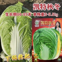 凯特秋冬大白菜种子特大颗杂交黄心白菜种子秋季黄芯结球白菜