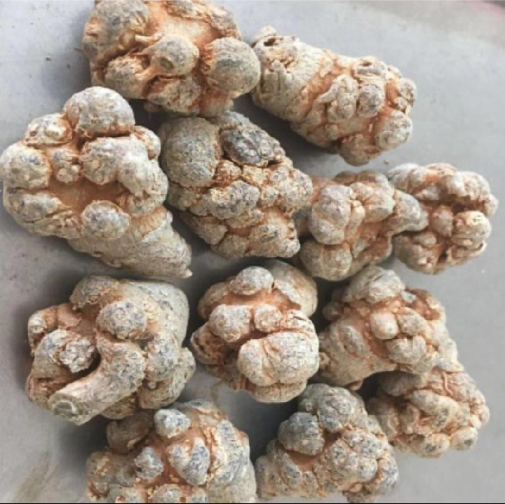 三七植株与干燥根茎特写