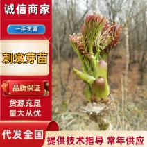 刺嫩芽苗苗木种苗成活率高规格齐全放心苗