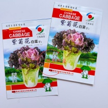 紫菊花白菜种子早熟白菜种子三系杂交白菜直筒紫色白菜