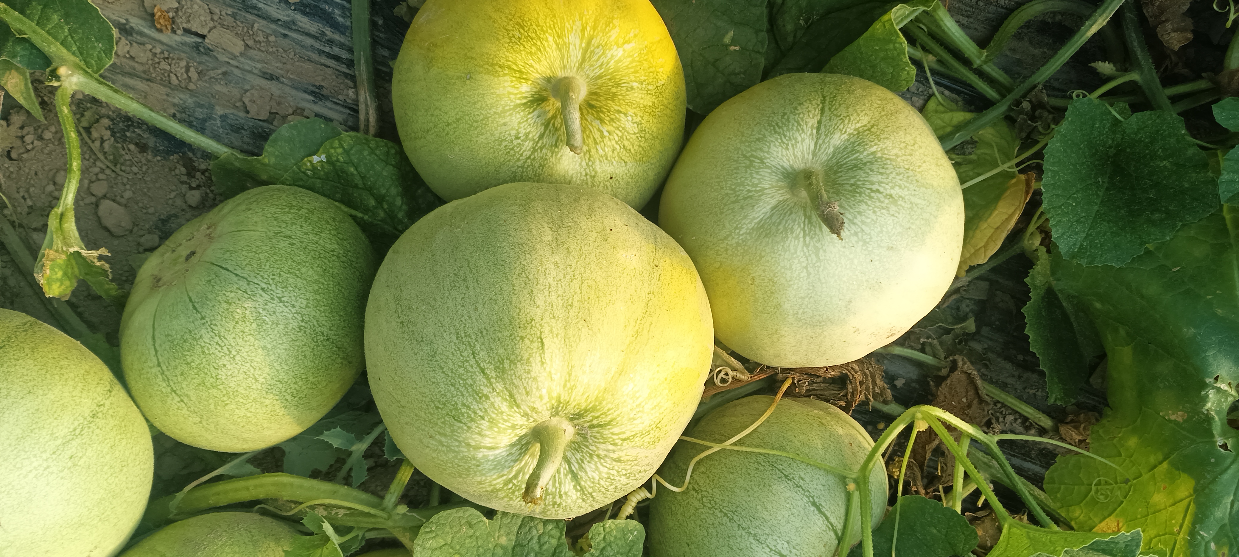 高清微距拍摄的成熟绿宝甜瓜整果,展示典型短椭圆形果型、均匀细密的纵向浅棱、青翠带灰白蜡粉的光滑果皮,瓜柄粗壮呈鲜绿色,无机械伤与病斑,周围散落两片舒展的深绿色甜瓜叶片,体现田间采收即食的新鲜状态 绿宝甜瓜整果特写:翠绿色微棱纹瓜皮光泽温润,瓜蒂新鲜青绿,表面覆有薄层天然蜡粉,置于竹编浅筐中,背景为晨光漫射的江南瓜棚