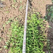 营养杯小叶女贞苗高50厘米以上杯子12/13厘米