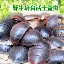 土元