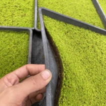 贵州人工培育星星苔藓