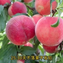 [放心苗]中桃十三大果型早熟品种
