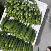 25年水果秋葵