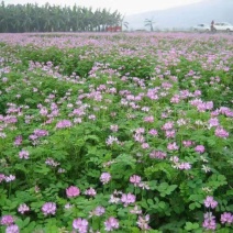 紫云英种子绿化护坡绿肥牧草养蜜蜂，蜜源**品种