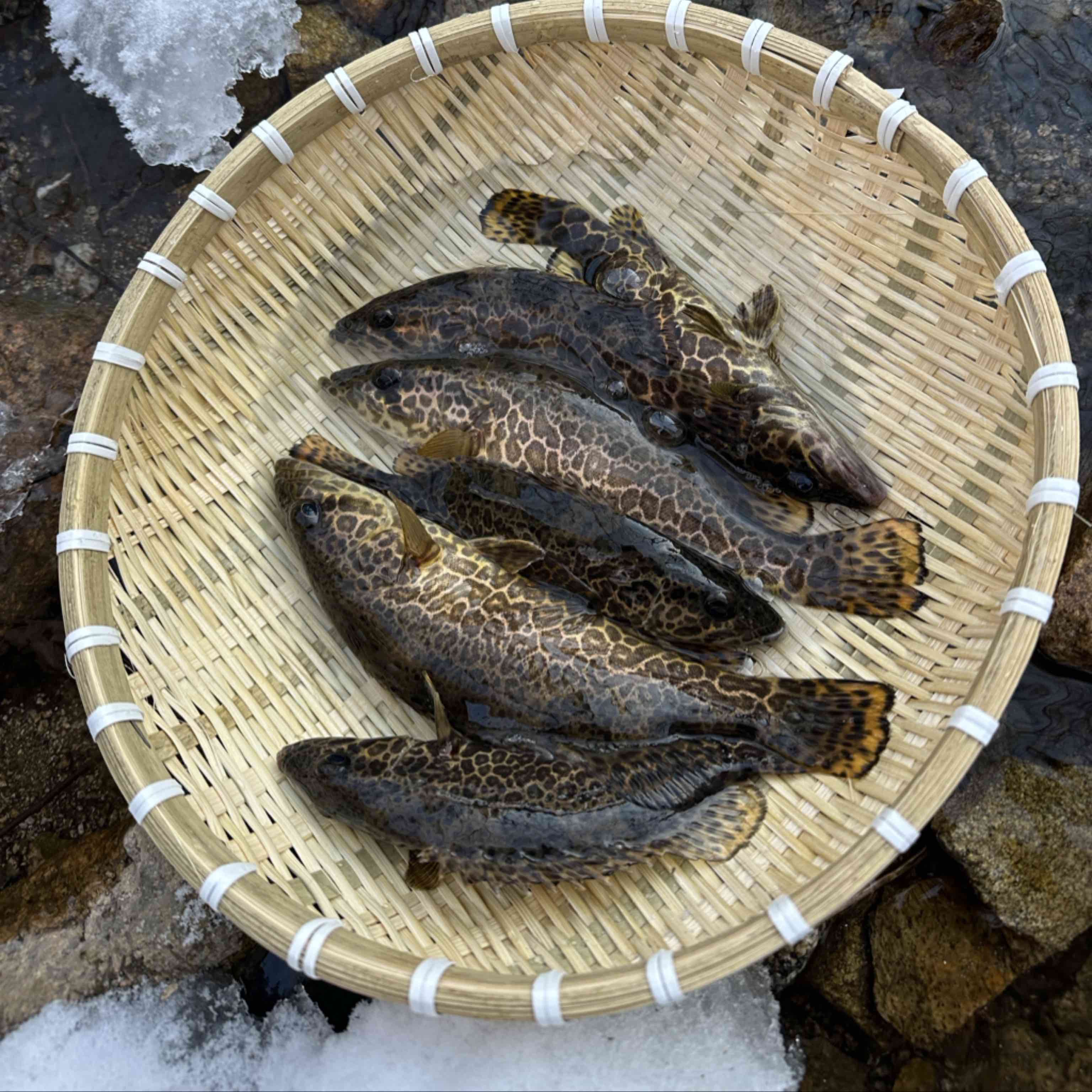 [斑鳜批发]辽宁丹东振安区鳜鱼 60.00元/斤斑鳜 _ 一亩田