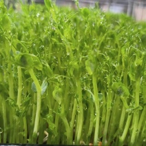 精品水培豌豆苗，量大价优，可供应商链，欢迎来电