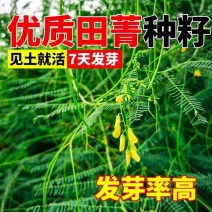 田箐种子碱菁涝豆耐涝田青盐碱土壤改良牧草果园蜜源固氮绿肥